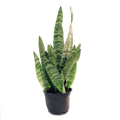 Sansevieria Green, Snake Plant - Mother in Law Tongue Plant